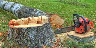 Best Tree Removal Services  in Monon, IN